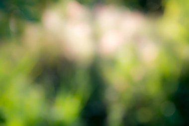 Güneşli soyut yeşil doğa arka planı, seçici odak