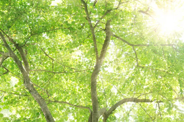 Sonnenlicht Durch Grünen Baum Niedriger Blickwinkel — Stockfoto