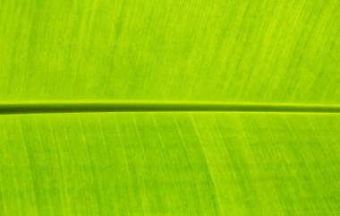 arka plan dokusu üzerinde muz yaprakları kadar kapatın.