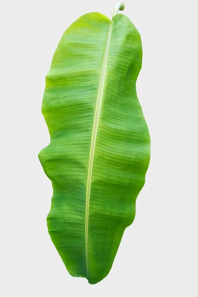 Banana Leaf Isolated Белом Фоне Вырезкой Путь — стоковое фото