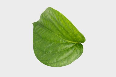 İzole kırpma yolu ile gary zemin üzerine yeşil tembul yaprak.