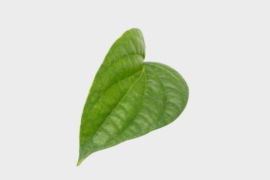 İzole kırpma yolu ile gary zemin üzerine yeşil tembul yaprak.