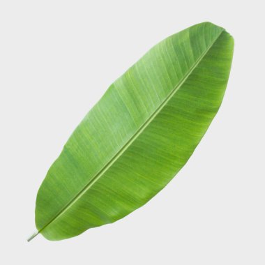 Muz yaprağı kırpma yolu ile beyaz arkaplanda izole edildi.