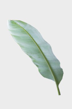 Muz yaprağı kırpma yolu ile beyaz arkaplanda izole edildi.