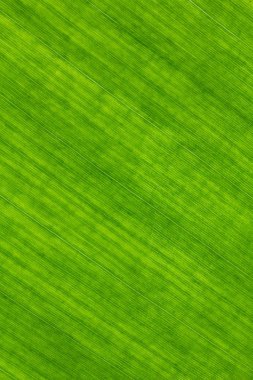 arka plan dokusu üzerinde muz yaprakları kadar kapatın.