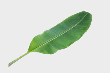 Muz yaprağı kırpma yolu ile beyaz arkaplanda izole edildi.