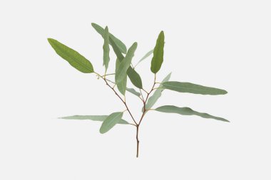 kırpma yolu ile gri arka plan üzerinde izole okaliptüs