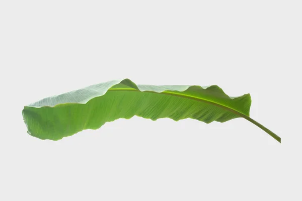 Banana Leaf Białym Tle Białym Tle Ścieżką Przycinającą — Zdjęcie stockowe