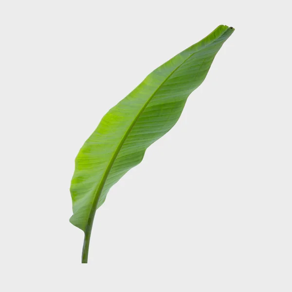 Banana Leaf Isolated White Background Clipping Path — Stock Photo, Image