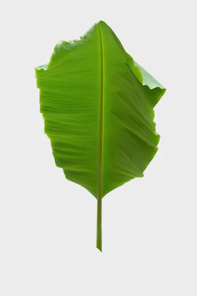 Banana Leaf Białym Tle Białym Tle Ścieżką Przycinającą — Zdjęcie stockowe