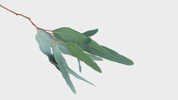 eucalyptus isolated on gray background with clipping path