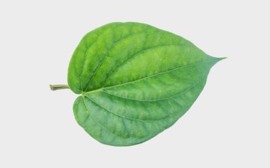 Yeşil betel yaprağı, kesme yolu ile Gary arka planında izole edilmiş.