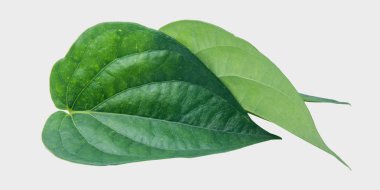 Yeşil betel yaprağı, kesme yolu ile Gary arka planında izole edilmiş.