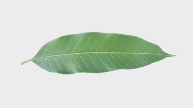 Kırpma yolu gri arka plan üzerinde izole mango, yeşil yaprakları