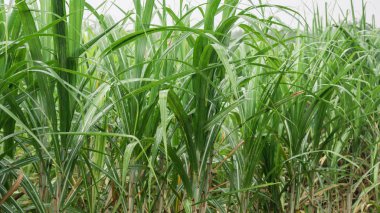 Tropikal bölgede mavi gökyüzü olan şeker kamışı tarlası.