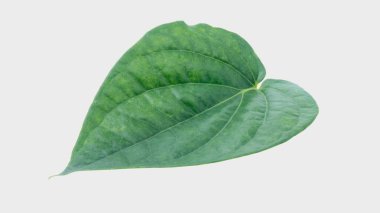 Yeşil betel yaprağı, kesme yolu ile Gary arka planında izole edilmiş.