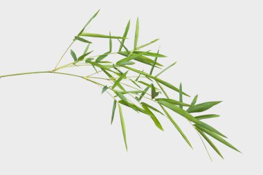 kırpma yolu ile gri arka plan üzerinde izole bambu