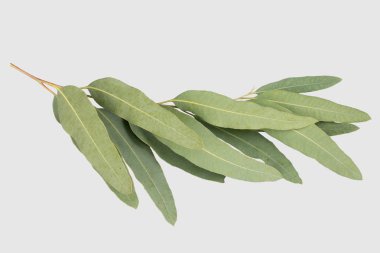 kırpma yolu ile gri arka plan üzerinde izole okaliptüs