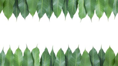 Mango beyaz arka plan üzerinde kırpma yoluyla bırakır.