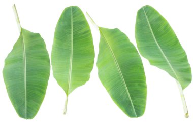 muz yaprağı. Kırpma yolu ile beyaz arka plan üzerinde izole.