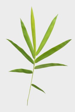 kırpma yolu ile gri arka plan üzerinde izole bambu