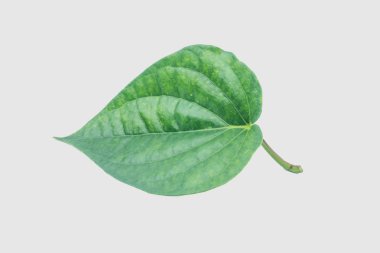 Yeşil betel yaprağı, kesme yolu ile Gary arka planında izole edilmiş.
