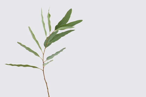 Eukalyptus Isoliert Auf Grauem Hintergrund Mit Schnittpfad — Stockfoto
