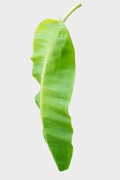 Banana Leaf Białym Tle Białym Tle Ścieżką Przycinającą — Zdjęcie stockowe