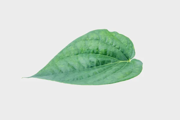 Green Betel Leaf Isolated Gary Background Clipping Path — Stock Photo, Image