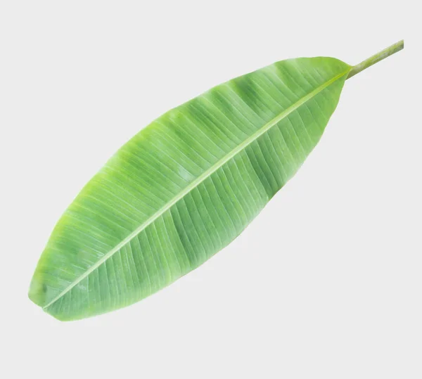 Banana Leaf Isolated White Background Clipping Path — Stock Photo, Image