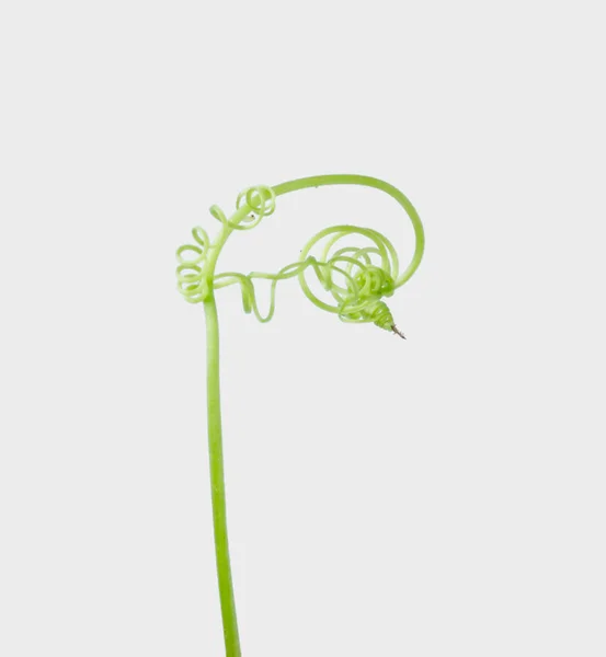 Grön Murgröna Växt Isolerade Grå Bakgrund Urklippsbana — Stockfoto