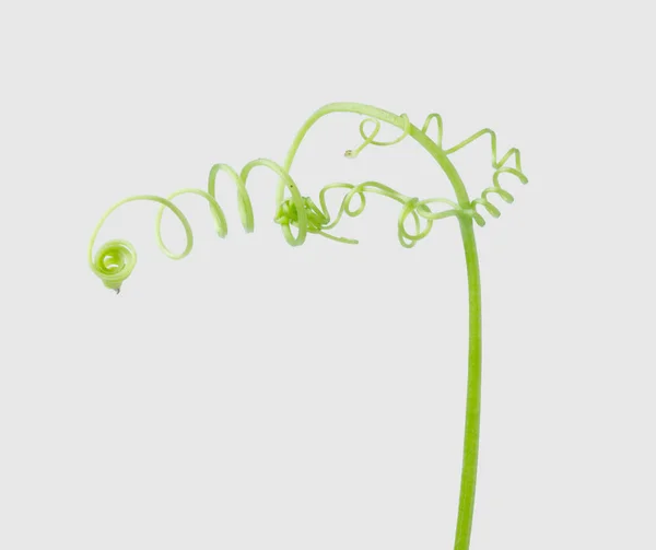 Зеленый Плющ Растения Изолированы Сером Фоне Обрезка Пути — стоковое фото