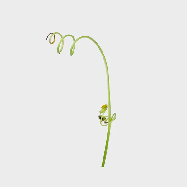Grüne Efeupflanze Isoliert Auf Grauem Hintergrund Schneideweg — Stockfoto