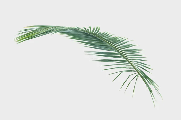 Green Leaves Coconut Tree Isolated Gray Background Clipping Path — Stock Photo, Image