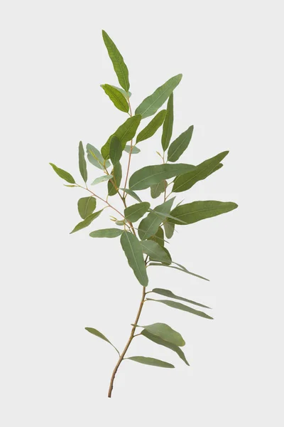 Eukaliptus Białym Tle Szarym Tle Ścieżką Przycinającą — Zdjęcie stockowe
