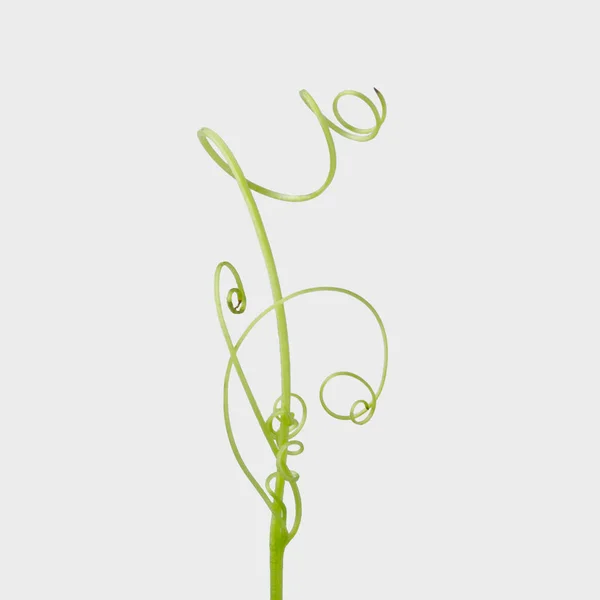 緑のツタ植物の隔離された灰色の背景 クリッピング — ストック写真
