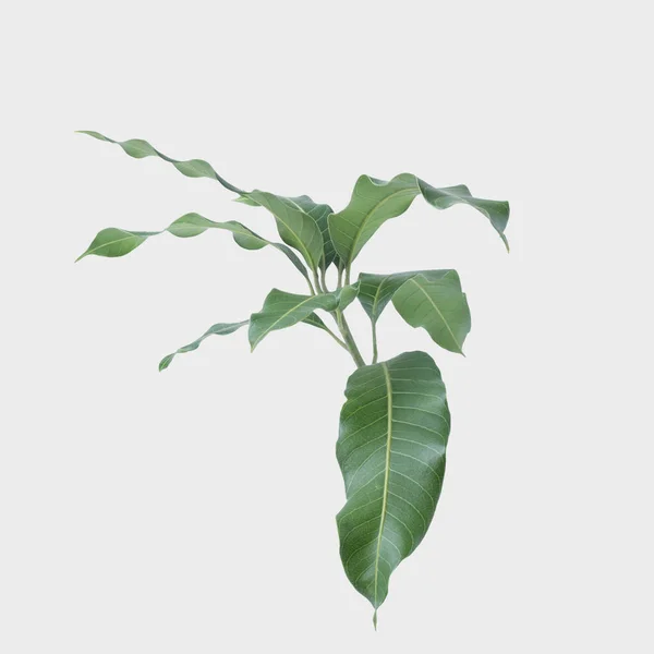 Groene Bladeren Van Mango Geïsoleerd Een Grijze Achtergrond Uitknippad — Stockfoto