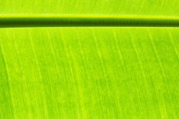 Arka plandaki muz yapraklarını ve dokuyu kapatın.