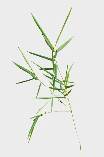 Bambu Isolado Fundo Cinza Com Caminho Recorte — Fotografia de Stock