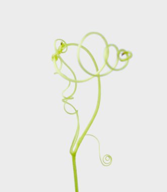 Yeşil sarmaşık bitki üzerinde izole gri arka plan, kırpma yolu