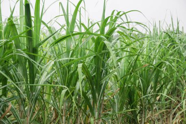 şeker kamışı alan tropikal ülkede mavi gökyüzü ile.