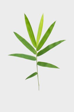 kırpma yolu ile gri arka plan üzerinde izole bambu