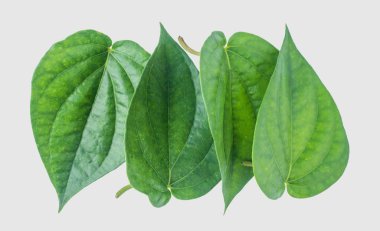 İzole kırpma yoluyla gri arka plan üzerinde yeşil tembul yaprak.