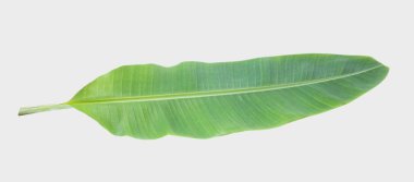 muz yaprağı. Kırpma yolu ile beyaz arka plan üzerinde izole.