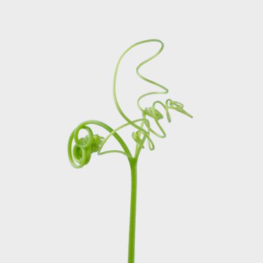 Yeşil sarmaşık bitki üzerinde izole gri arka plan, kırpma yolu