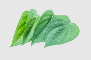 İzole kırpma yoluyla gri arka plan üzerinde yeşil tembul yaprak.