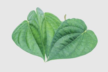 İzole kırpma yoluyla gri arka plan üzerinde yeşil tembul yaprak.