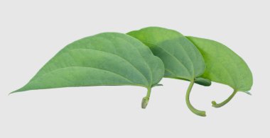 İzole kırpma yoluyla gri arka plan üzerinde yeşil tembul yaprak.