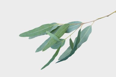 kırpma yolu ile gri arka plan üzerinde izole okaliptüs