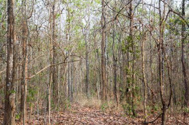 geçit gizemli orman içinde. renk efekti koyu